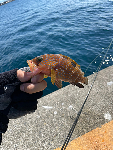 キジハタの釣果