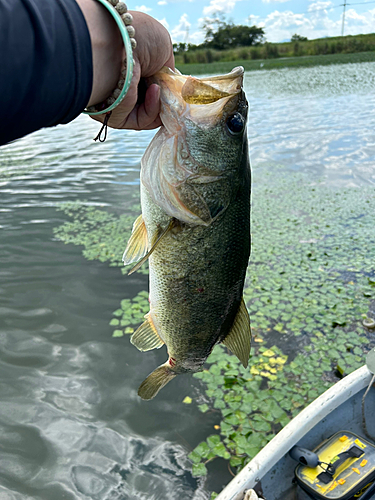 ブラックバスの釣果