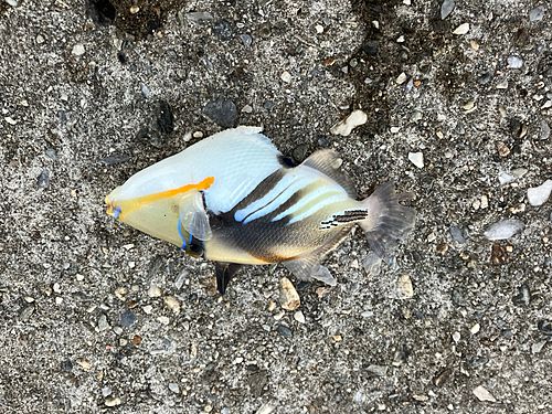 ムラサメモンガラの釣果