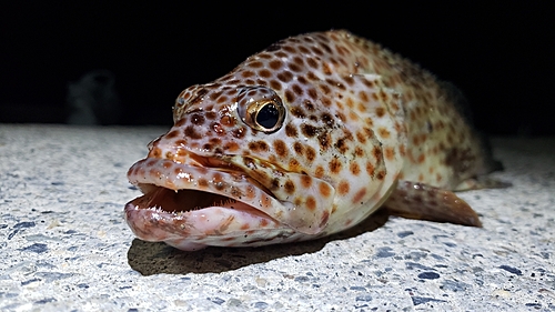 ヒトミハタの釣果