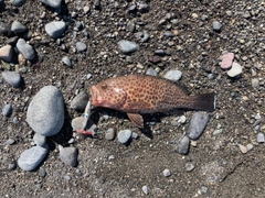 オオモンハタの釣果