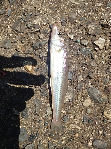 キスの釣果