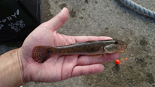 ハゼの釣果