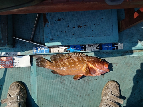 アコウの釣果