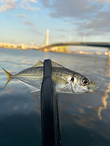 釣果