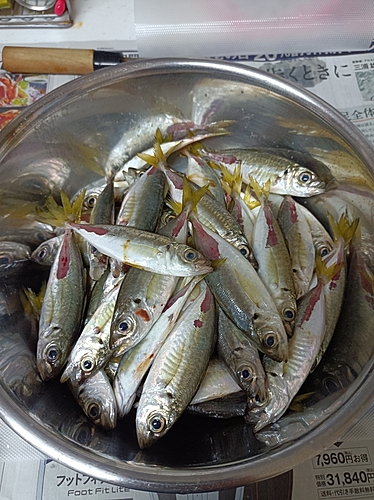 アジの釣果