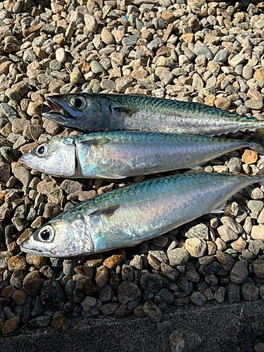 サバの釣果