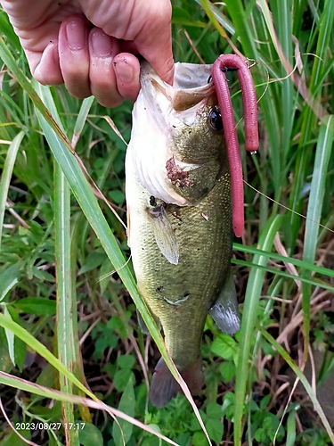 ブラックバスの釣果