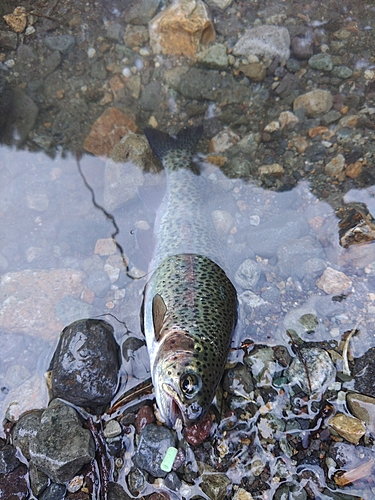 レインボートラウトの釣果