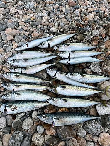 サバの釣果