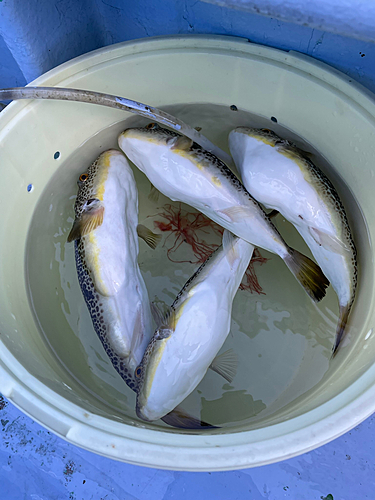 ショウサイフグの釣果