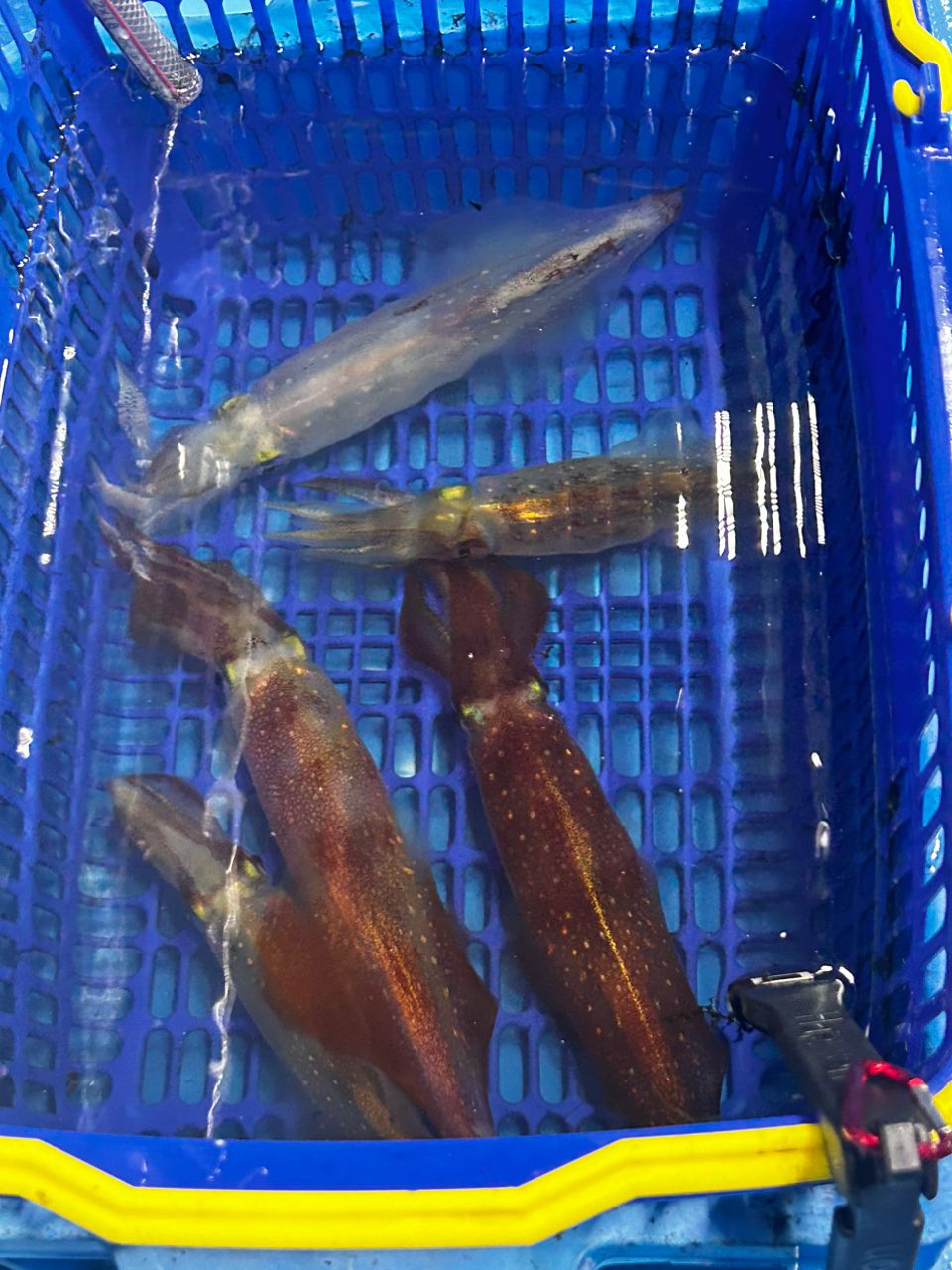 ケンサキイカ