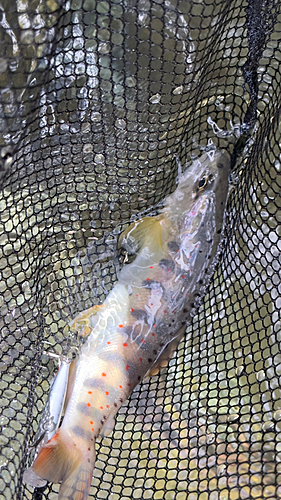 アマゴの釣果