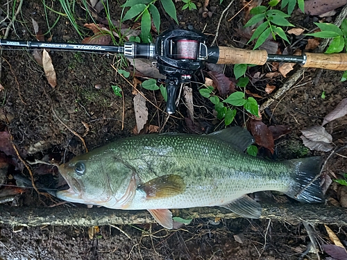 ブラックバスの釣果