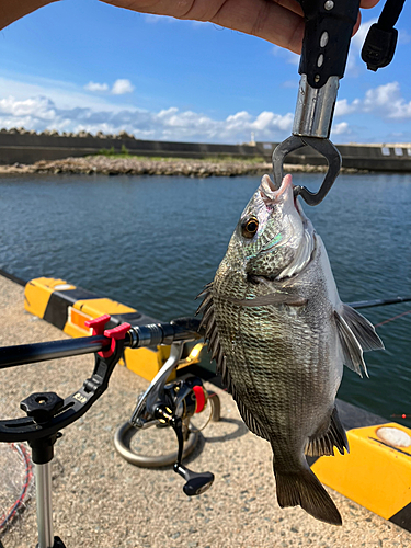 チヌの釣果