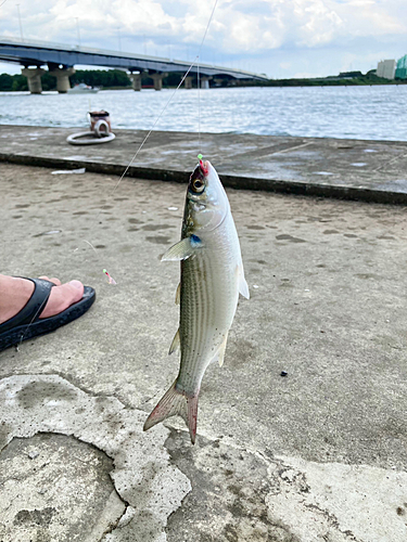 ボラの釣果