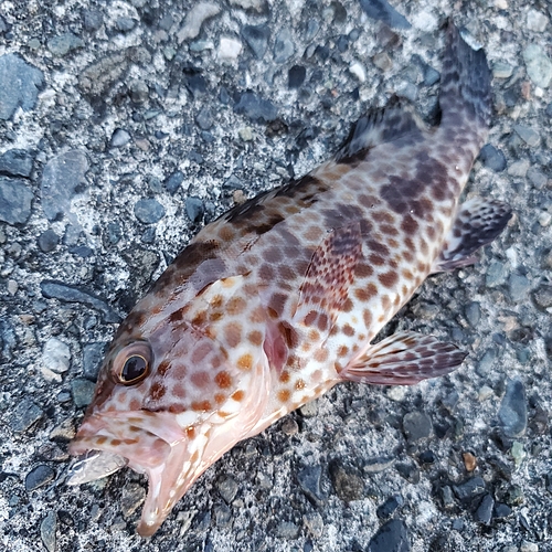 オオモンハタの釣果