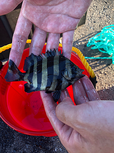 サンバソウの釣果