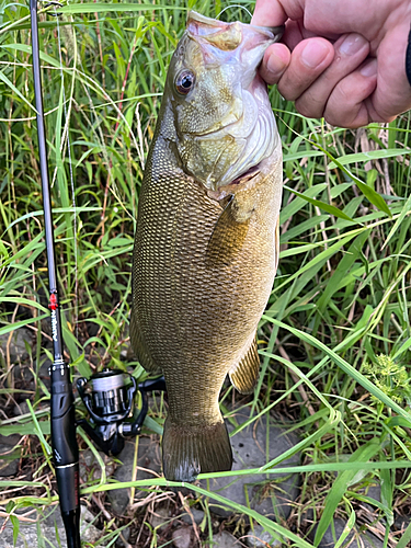 スモールマウスバスの釣果