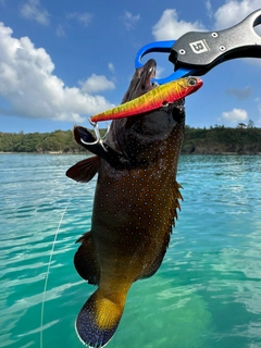 アオノメハタの釣果