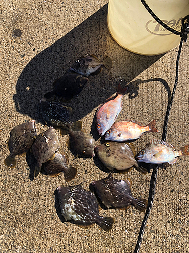 カワハギの釣果