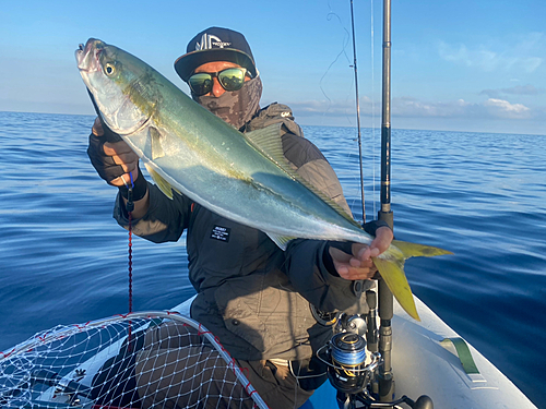 ハマチの釣果