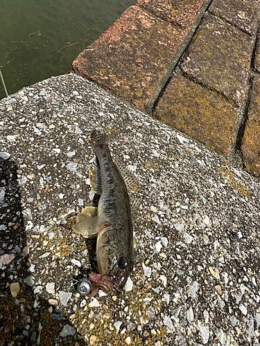 マハゼの釣果