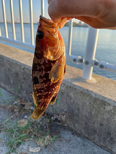 キジハタの釣果