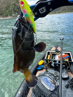 アオノメハタの釣果