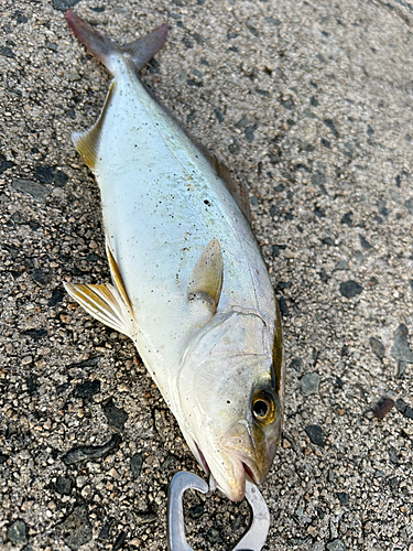 カンパチの釣果