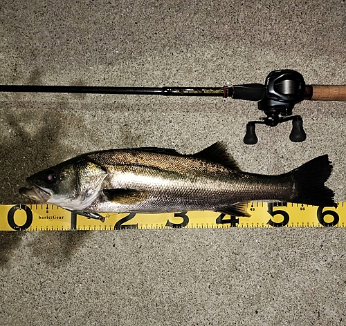 シーバスの釣果