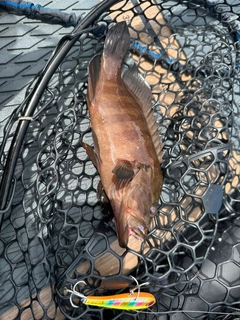 ヤミハタの釣果