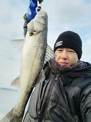 スズキの釣果