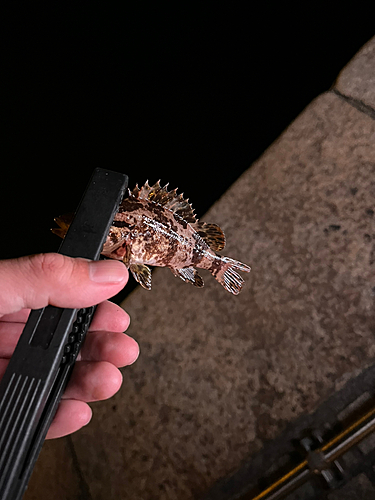 タケノコメバルの釣果