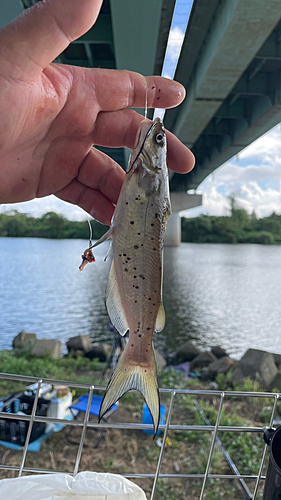 アメリカナマズの釣果