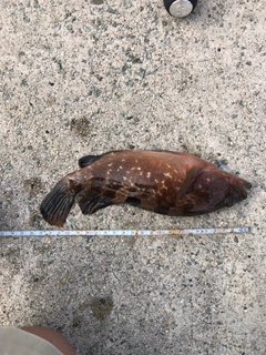 キジハタの釣果