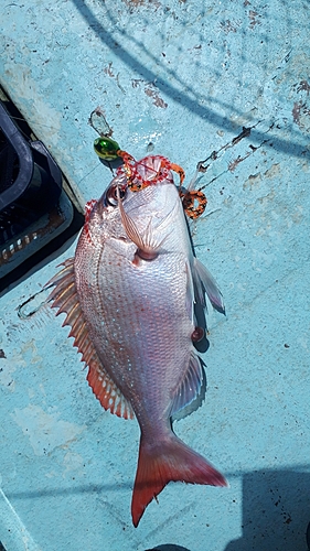 マダイの釣果