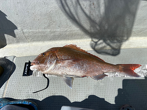 マダイの釣果