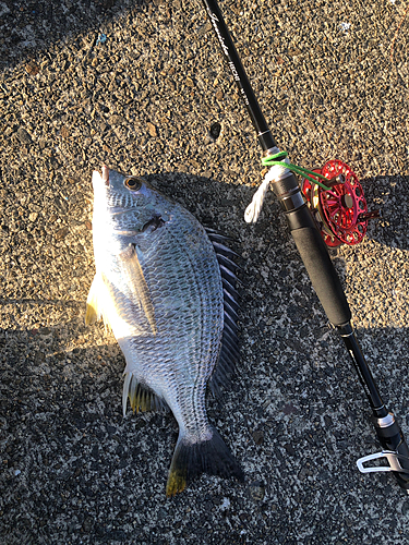 キビレの釣果