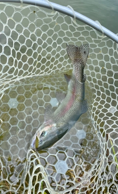 ニジマスの釣果