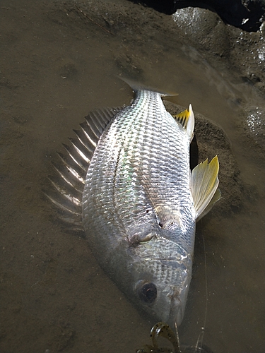 キビレの釣果