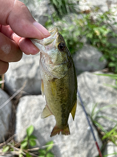 ラージマウスバスの釣果