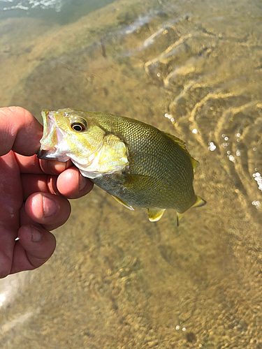 スモールマウスバスの釣果