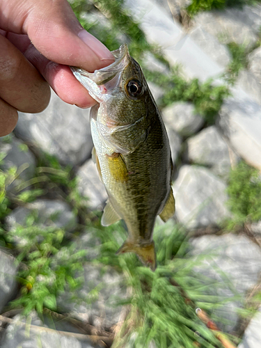 ラージマウスバスの釣果