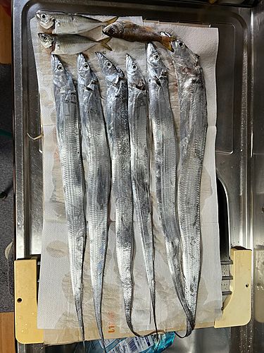 タチウオの釣果