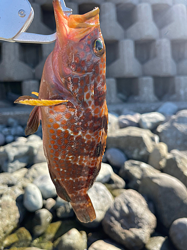 キジハタの釣果