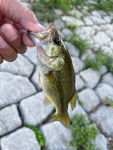 ラージマウスバスの釣果