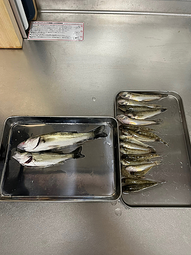 ハゼの釣果