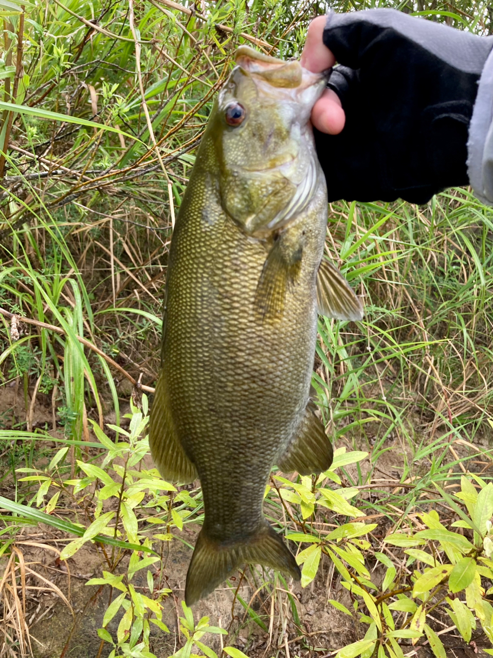 スモールマウスバス