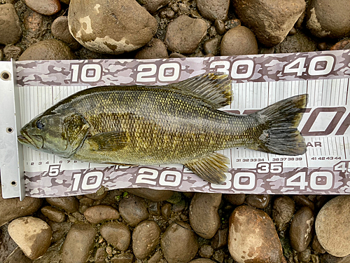 スモールマウスバスの釣果